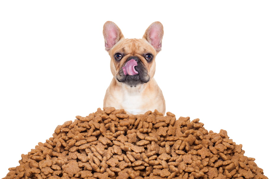 Quelle est la meilleure alimentation pour son chien ?