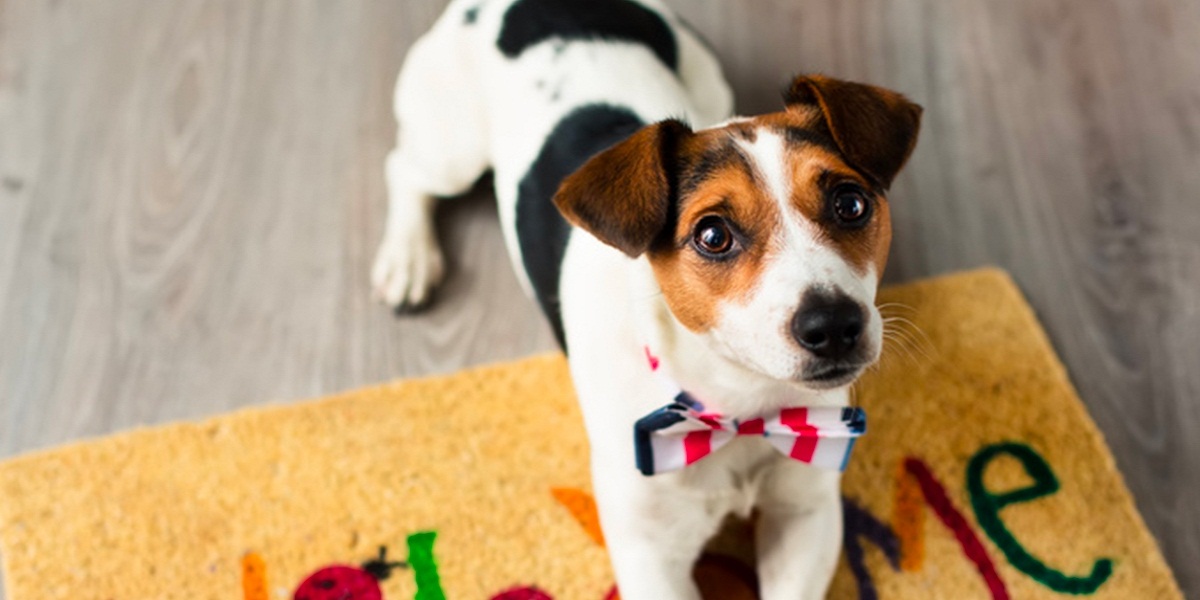 Adoption d’un chien : comment choisir un chiot ?