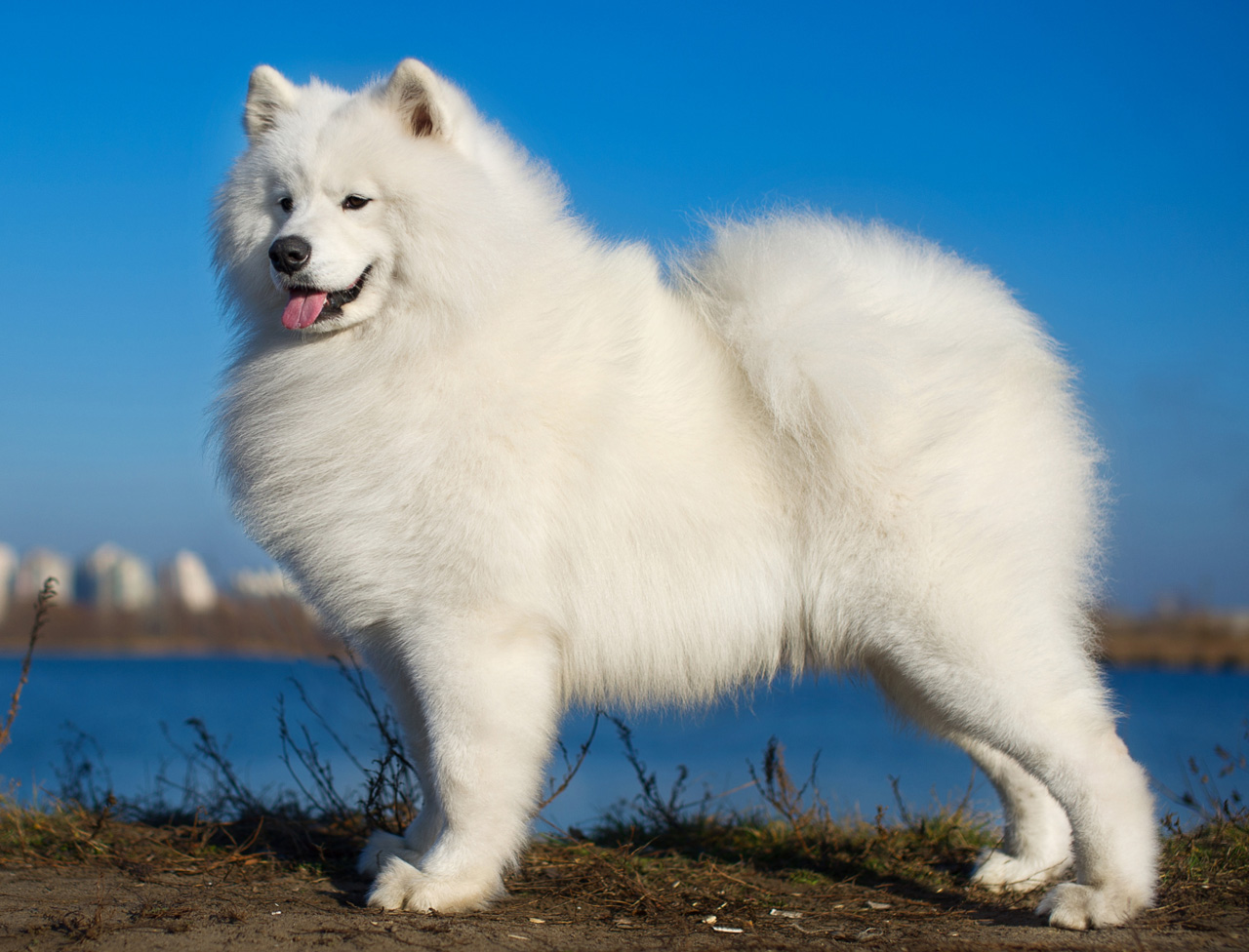 Le samoyede, un chien qui apporte le sourire à la maison