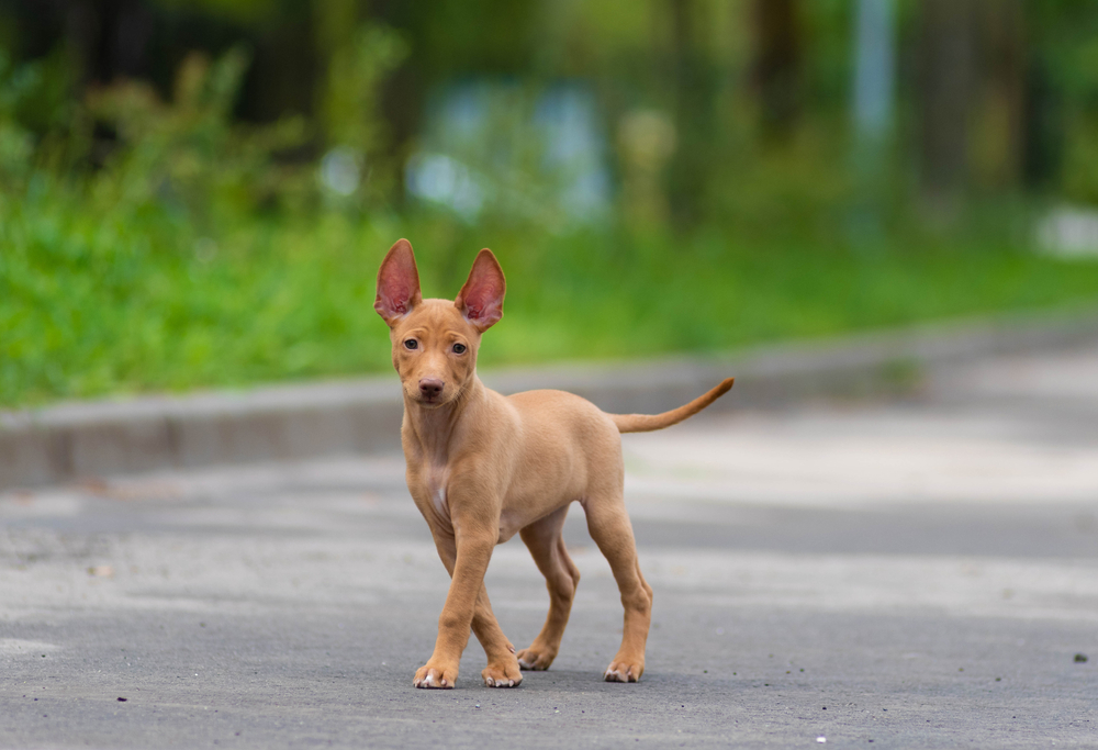 C’est quoi un chien primitif ?